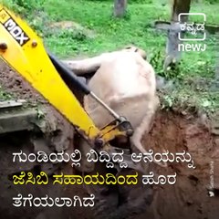 How An Elephant Stuck In Mud Was Rescued In Karnataka