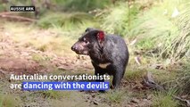 Tasmanian devils born on Australian mainland after 3,000 years