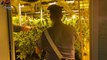 Pomezia, scoperta piantagione di cannabis nascosta in un capannone