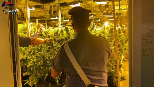 Pomezia, scoperta piantagione di cannabis nascosta in un capannone