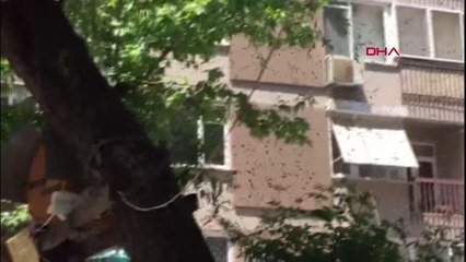 KADIKÖY'DE RİZELİ BAKKAL, SOKAK ORTASINDA ARI KOVANI KURDU