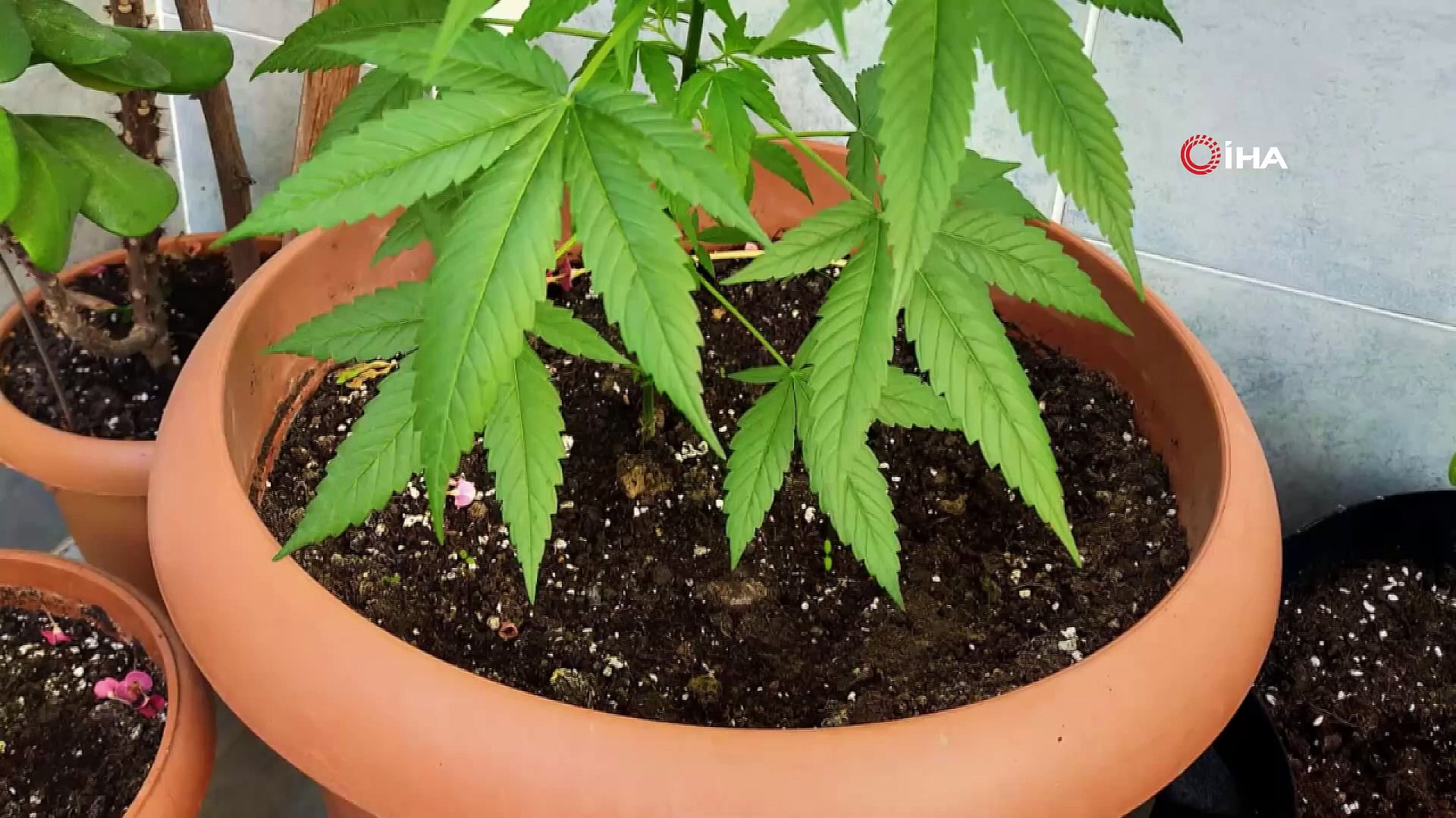 tekirdag da evde kenevir yetistiriciligine es zamanli operasyon 5 gozalti dailymotion video