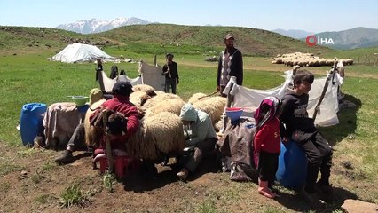 Göçerlerin süt sağım mesaisi başladı