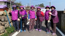 Drenched in purple colour, South Korean islands attract tourists