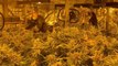 Pomezia (RM) - Maxi piantagione di marijuana in un capannone: 5 arresti (25.05.21)