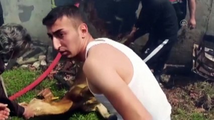 TOKAT - İtfaiyeci dumandan etkilenen danaya suni teneffüs yaptı