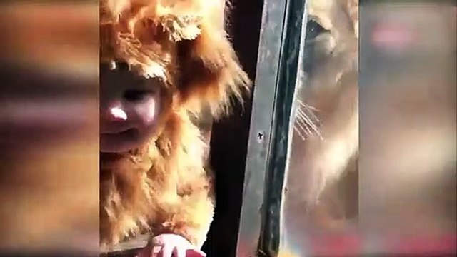 Aslan kılığındaki minik bebeğe bakın aslanlar nasıl tepki verdi!