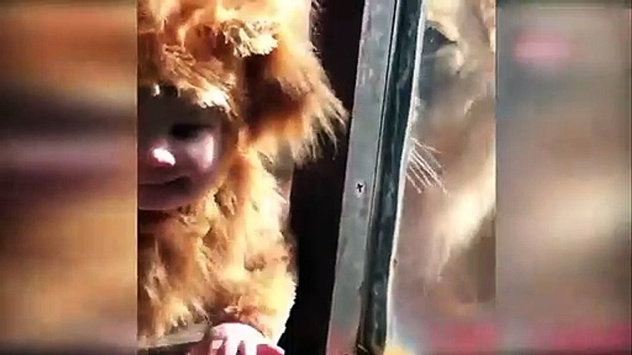 Aslan kılığındaki minik bebeğe bakın aslanlar n...