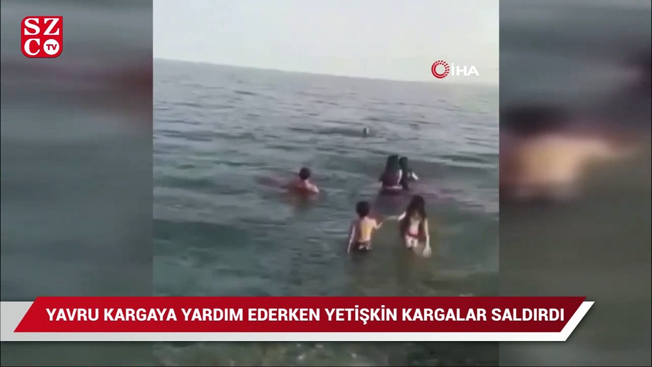 Denizdeki yavru kargaya yardım edeyim derken, yetişkin kargaların saldırısına uğradı