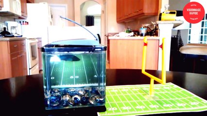 amazing animals playing ball