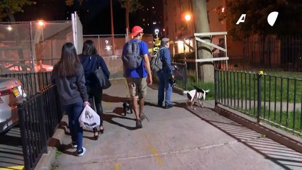 Caçando ratos!