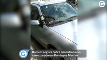 Homem segura cobra encontrada em carro parado em Domingos Martins