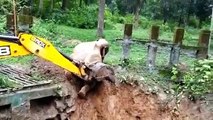 Video: Salvan a un elefante de caer en una zanja con una excavadora