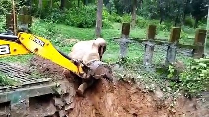 Video: Salvan a un elefante de caer en una zanja con una excavadora