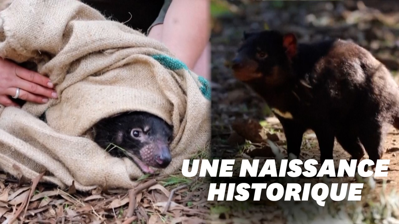 Des diables de Tasmanie naissent en Australie, 3000 ans après leur disparition de l’île