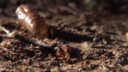 A Maryland Candy Shop Is Selling Chocolate-Covered Cicadas