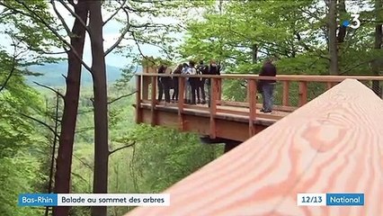 Bas-Rhin : promenade au sommet des arbres sur le chemin des cimes