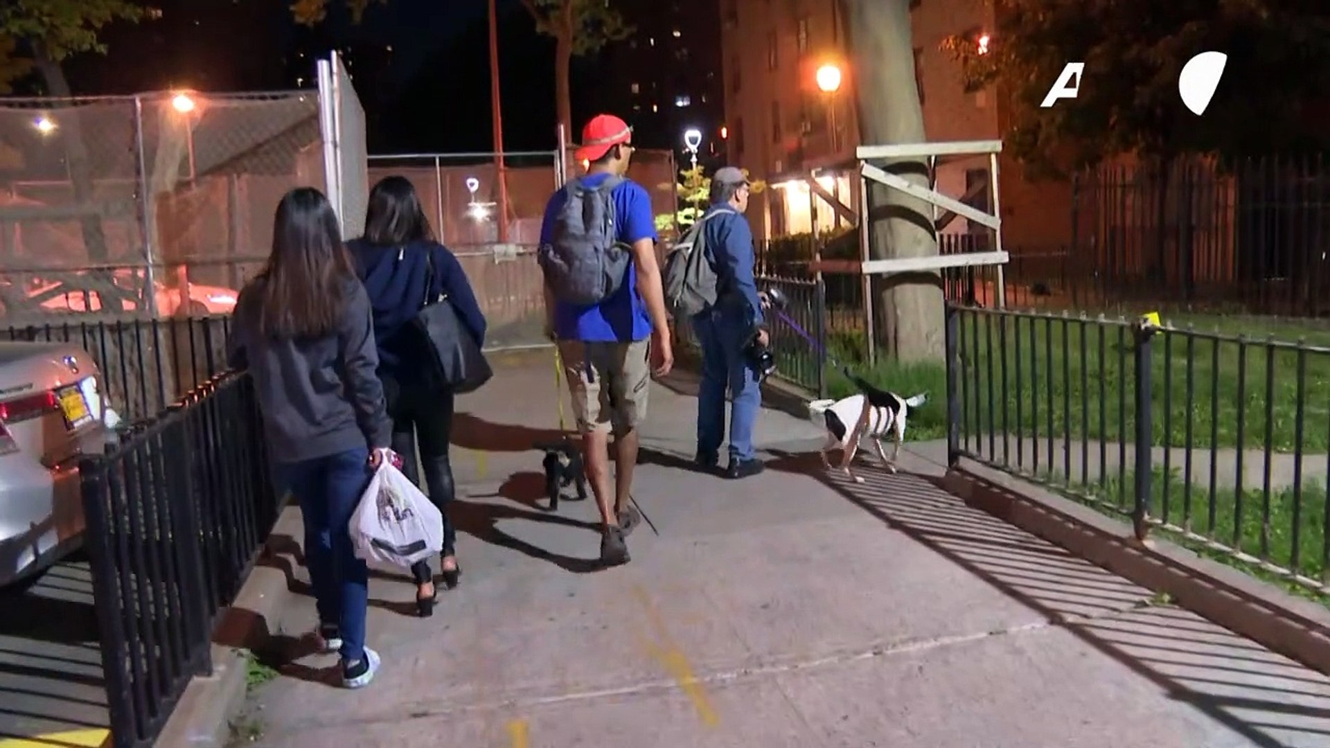 G1 - Grupo usa cães para caçar ratos gigantes na cidade de Nova York -  notícias em Planeta Bizarro