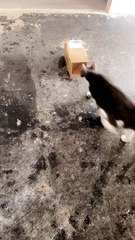 Scheming Kitty Gets Its Comeuppance