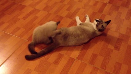 Cute and Funny Animals Videos Compilations - Cutest Animals Of Internet #1