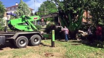 KASTAMONU - İnşaat bölgesinde kalan 8 ağaç sökülerek hastane bahçesinde dikildi