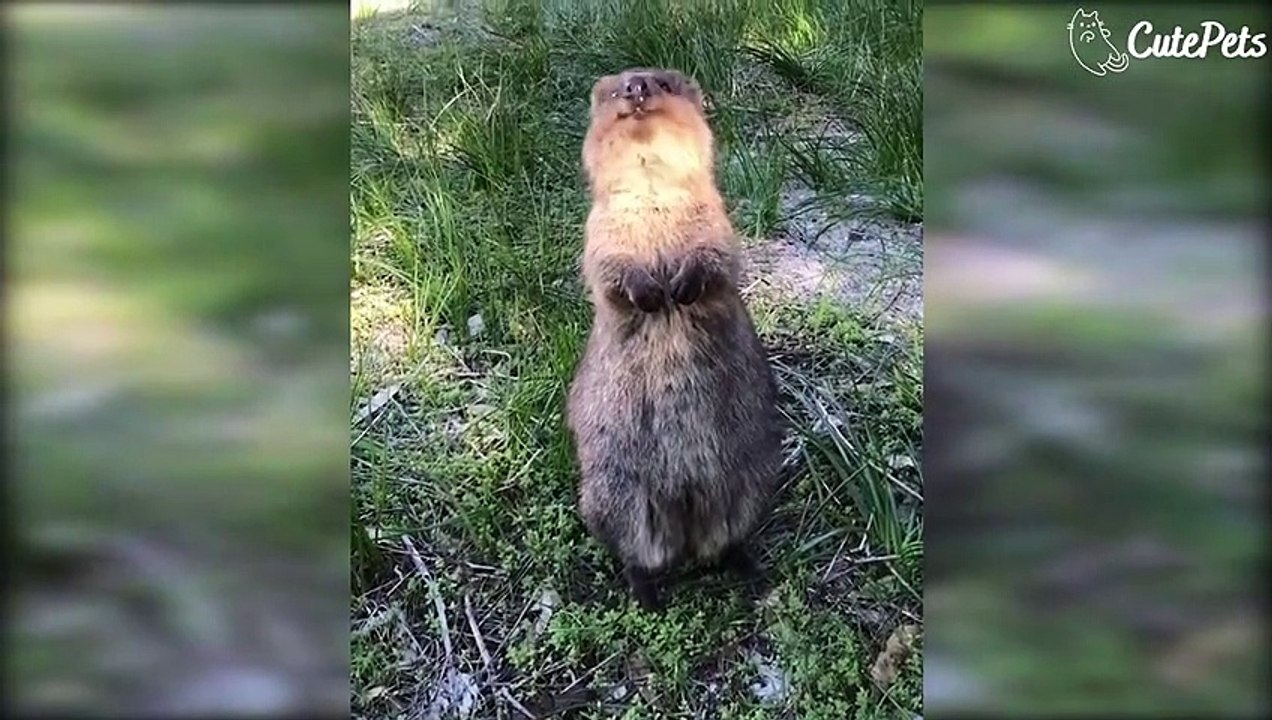 Cute and Funny Animals Videos Compilations - Cutest Animals Of Internet #2