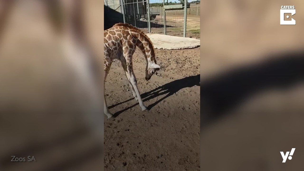 Baby-Giraffe freundet sich mit ihrem Schatten an