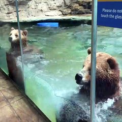 Dancing Bears at Saint Louis Zoo