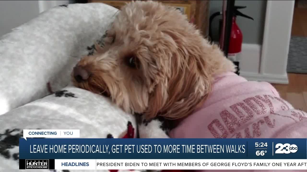 Helping your pets with separation anxiety