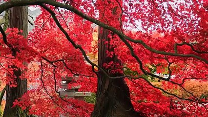 Musique douce pour dormir zen