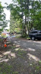 Cat Chases Visiting Deer