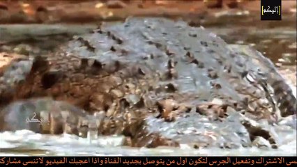 تمساح يقتـــل لبوة لكن مافعلته الاسود لايصدق !! لا يفوتك