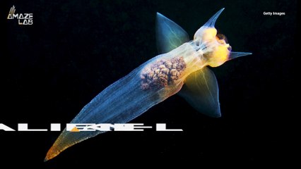 This Slugs Look Like Strange, Beautiful Space Aliens