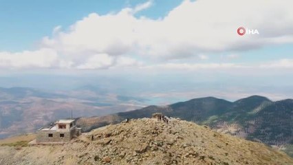 Uğur böceklerinden görsel şölen