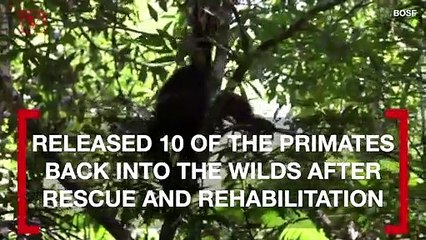 These 10 Rehabilitated Orangutans Are Released Back into the Wild