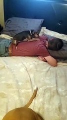 Chihuahua is a Hard Working Back Scratcher