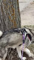 Husky Does Handstands on Walk