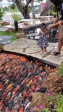 Koi Fish Feeding Frenzy