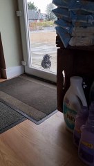 Two Crows Battling a Glass Door