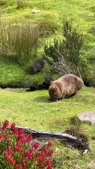 One Small Step for Wombat, One Giant Leap for Wombatkind