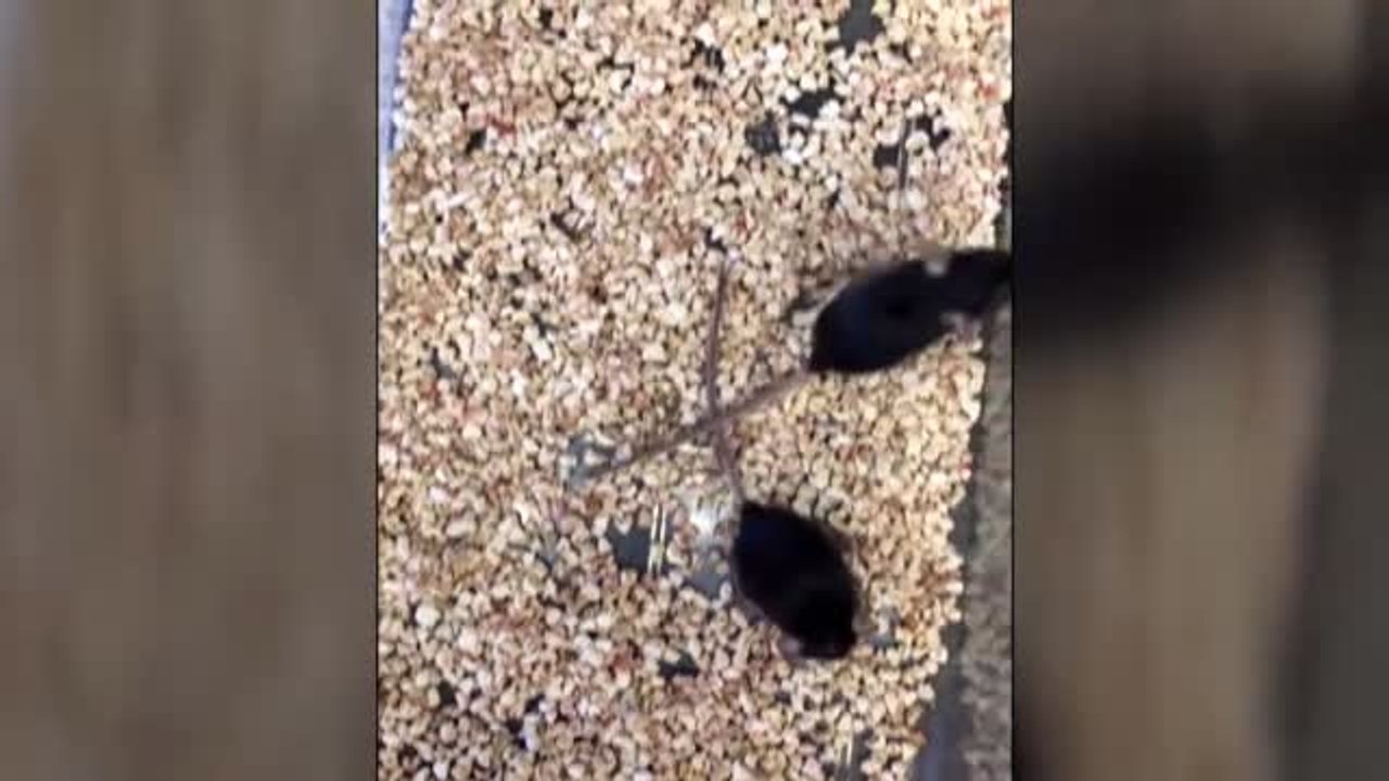 La revista "Nature" publica una investigación, con firma española, que permitirá reducir a la mitad la curación de lesiones musculares