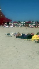 Seagulls Steal an Entire Bag of Doritos