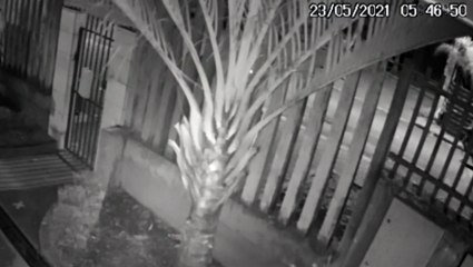 Tentativa de furto de cabos: Câmera mostra homens 'escalando' poste no Alto Alegre; Ação foi frustrada pela GCP