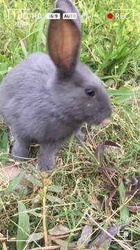 Rabbit - Animals Cute rabbits are looking for food