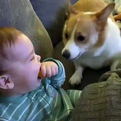 Baby Giggling While Playing with Corgi