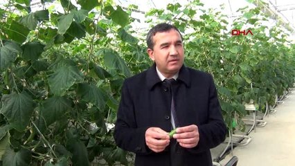 Kütahya akıllı seralar ilgi çekiyor-2