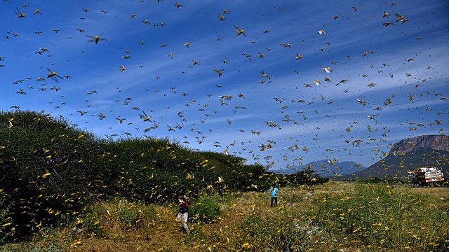 What's caused an outbreak of desert locusts in East Africa and South Asia?