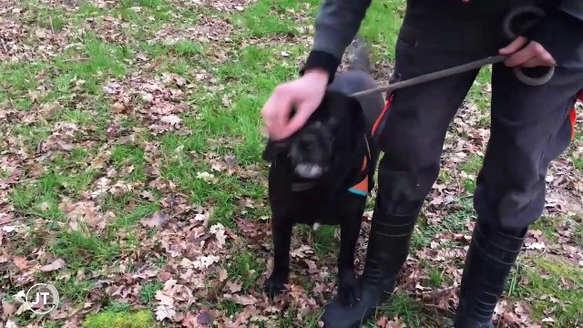 SPA qui sont ces chiens et chats difficiles à adopter?