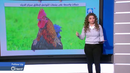الشرطة الجزائرية تعتقل ديكا وصاحبه يقول: اتركوه عنده 7 صيصان ودجاجة!  - Followup