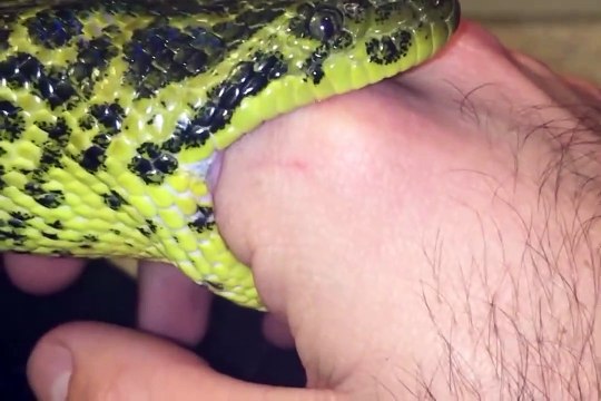 Son serpent veut lui gober son doigt... miam